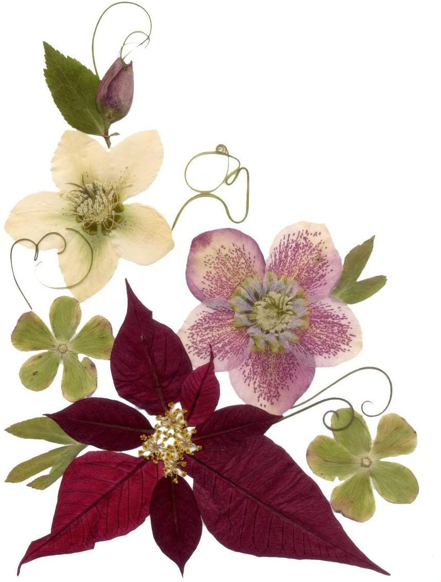 Microwave Flower Press - Dried Flowers in Minutes!