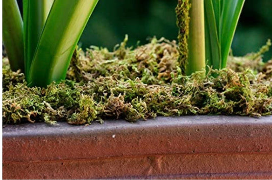 Natural Green Mountain Moss for Models, Floral Arrangements, Resin, and Crafts
