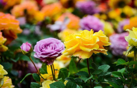 Rose Seeds - 200ct Multicolor Rose Seeds