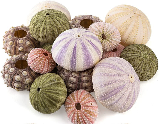 Sea Urchin Shells for Air Plants, Home Decor, and Crafts - 5ct Air purifying plant pots - Craft Shells - Bathroom Decor - Beach house Decor