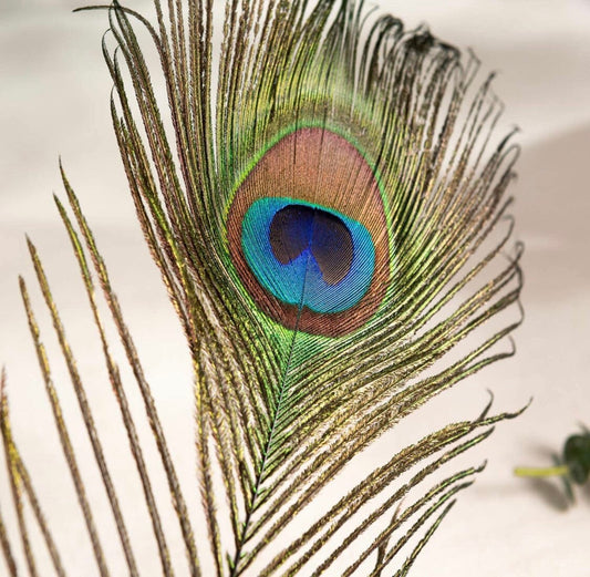 Natural Peacock Feathers Multiple sizes