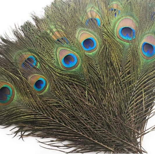 Natural Peacock Feathers Multiple sizes