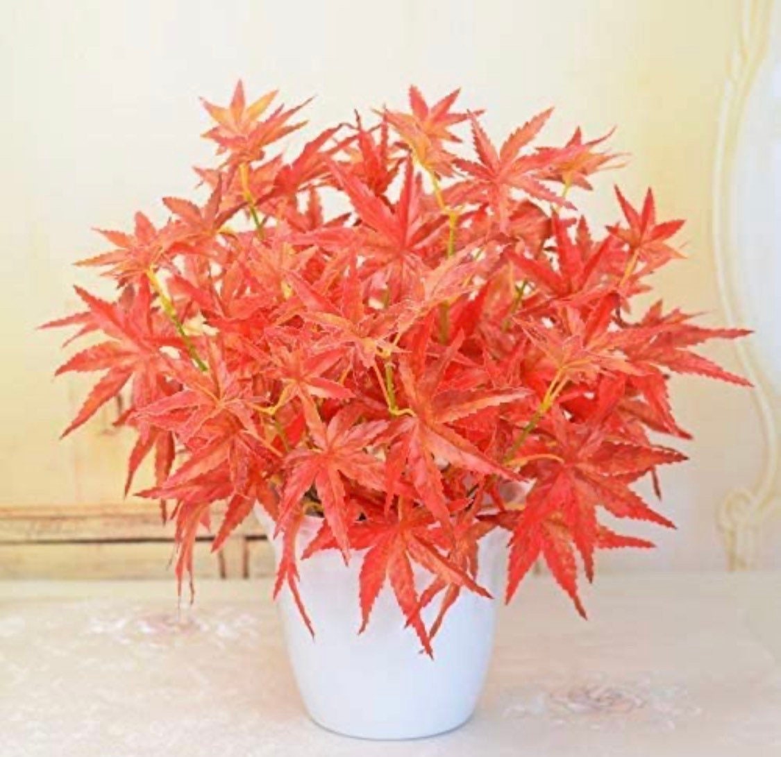 Fall Star Maple Leaves - Fall Leaves - Maple Autumn Leaves -