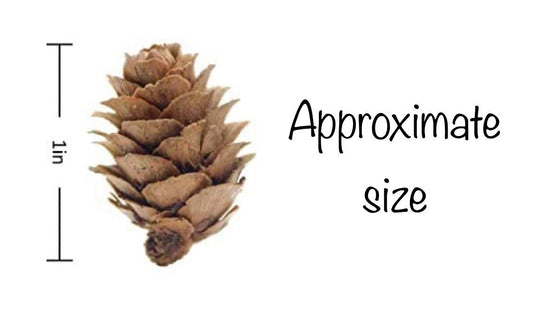 Mini Pinecones for Crafts, Wreaths, Ornaments, Resin and Trees - 50ct 1” Pinecones