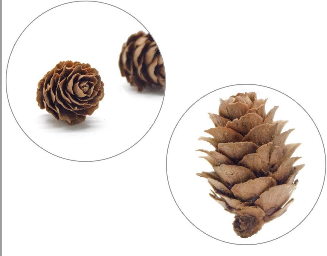 Mini Pinecones for Crafts, Wreaths, Ornaments, Resin and Trees - 50ct 1” Pinecones
