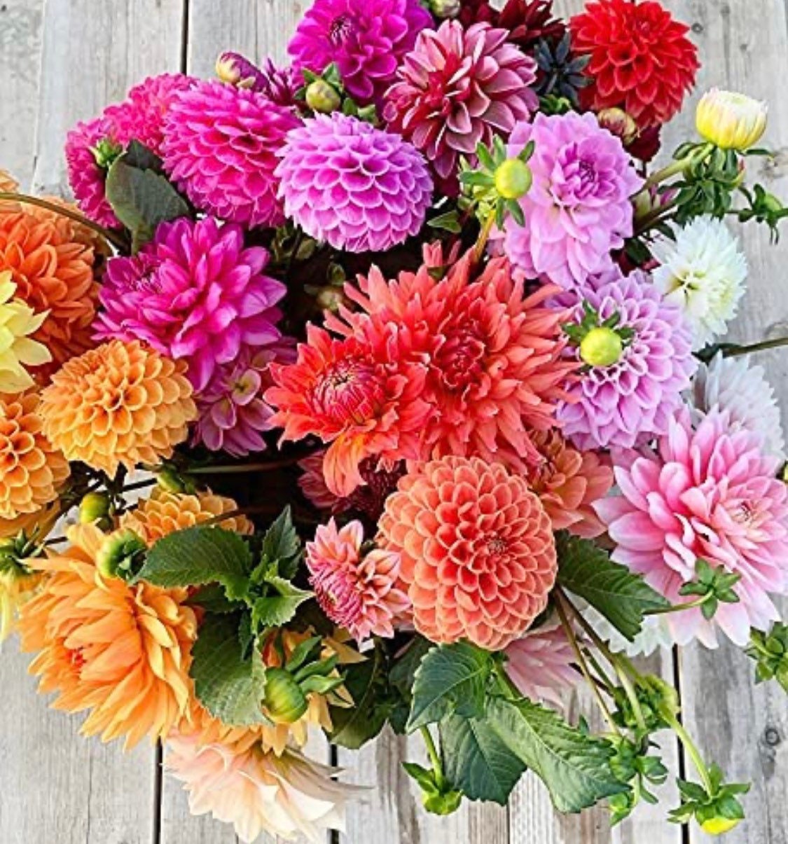 100ct Mixed Variety Dahlia Seeds - Rare Species