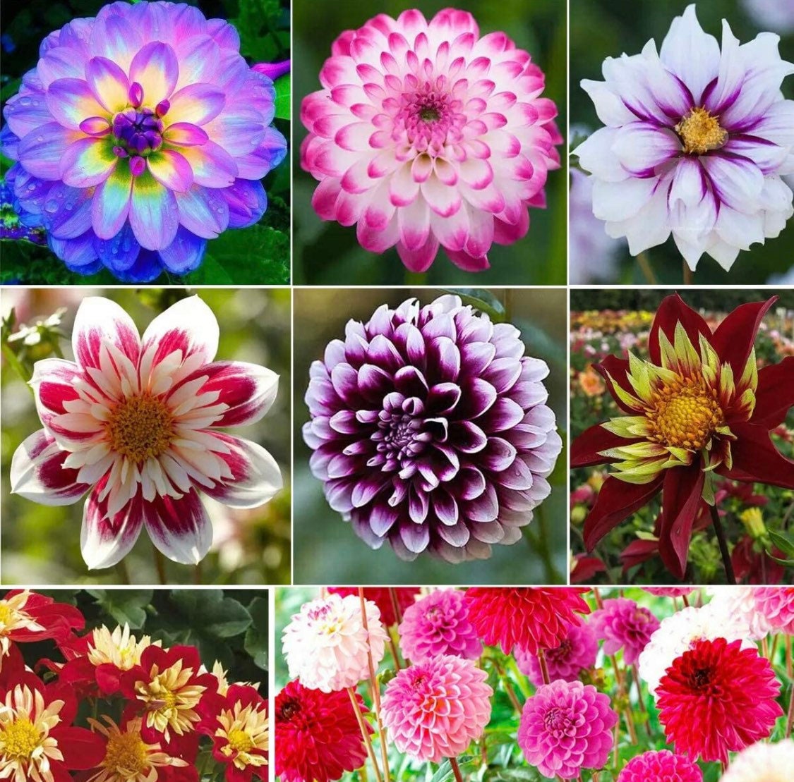 100ct Mixed Variety Dahlia Seeds - Rare Species