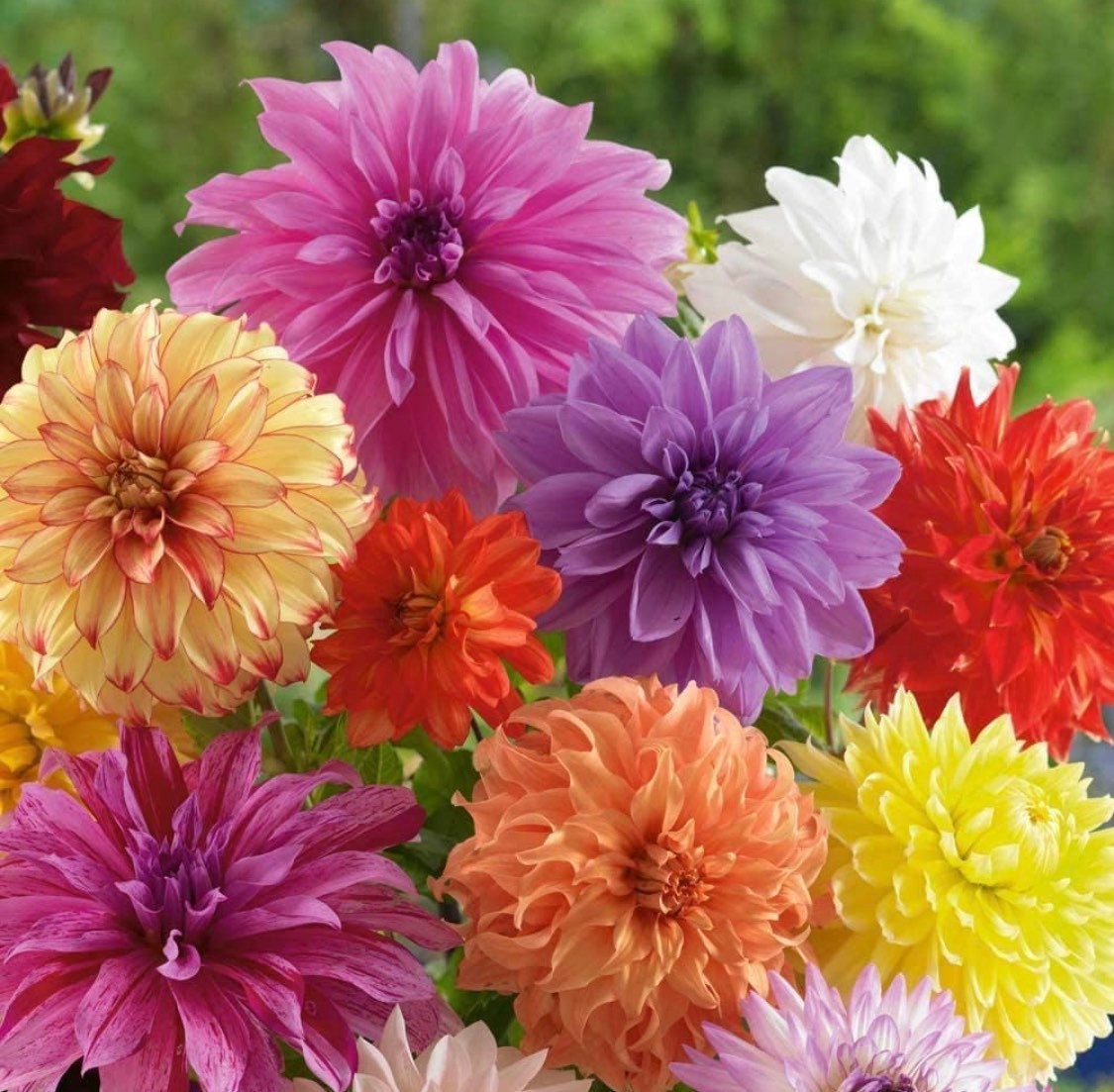 100ct Mixed Variety Dahlia Seeds - Rare Species