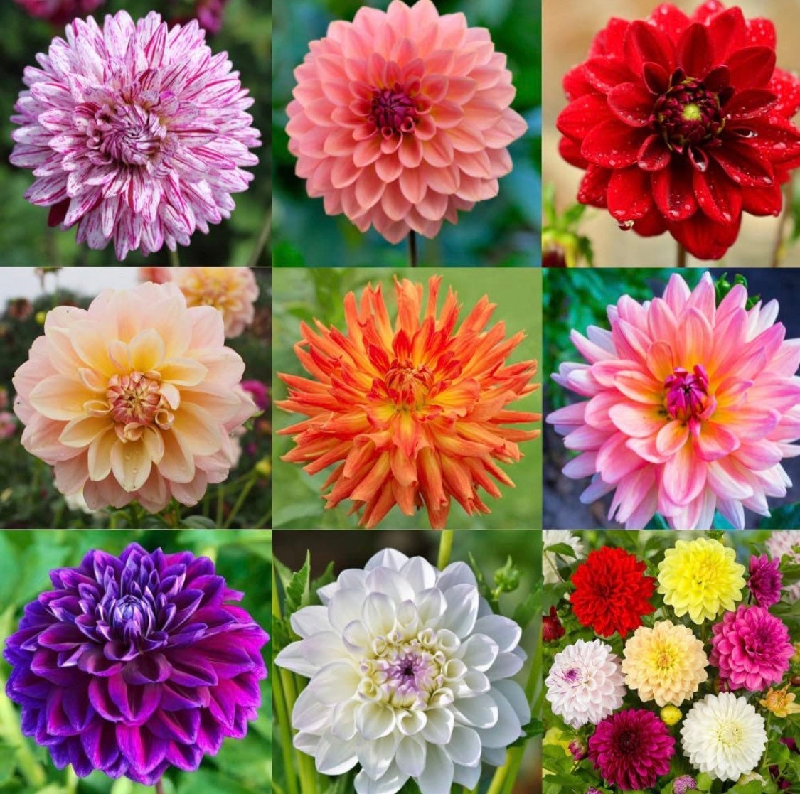 100ct Mixed Variety Dahlia Seeds - Rare Species