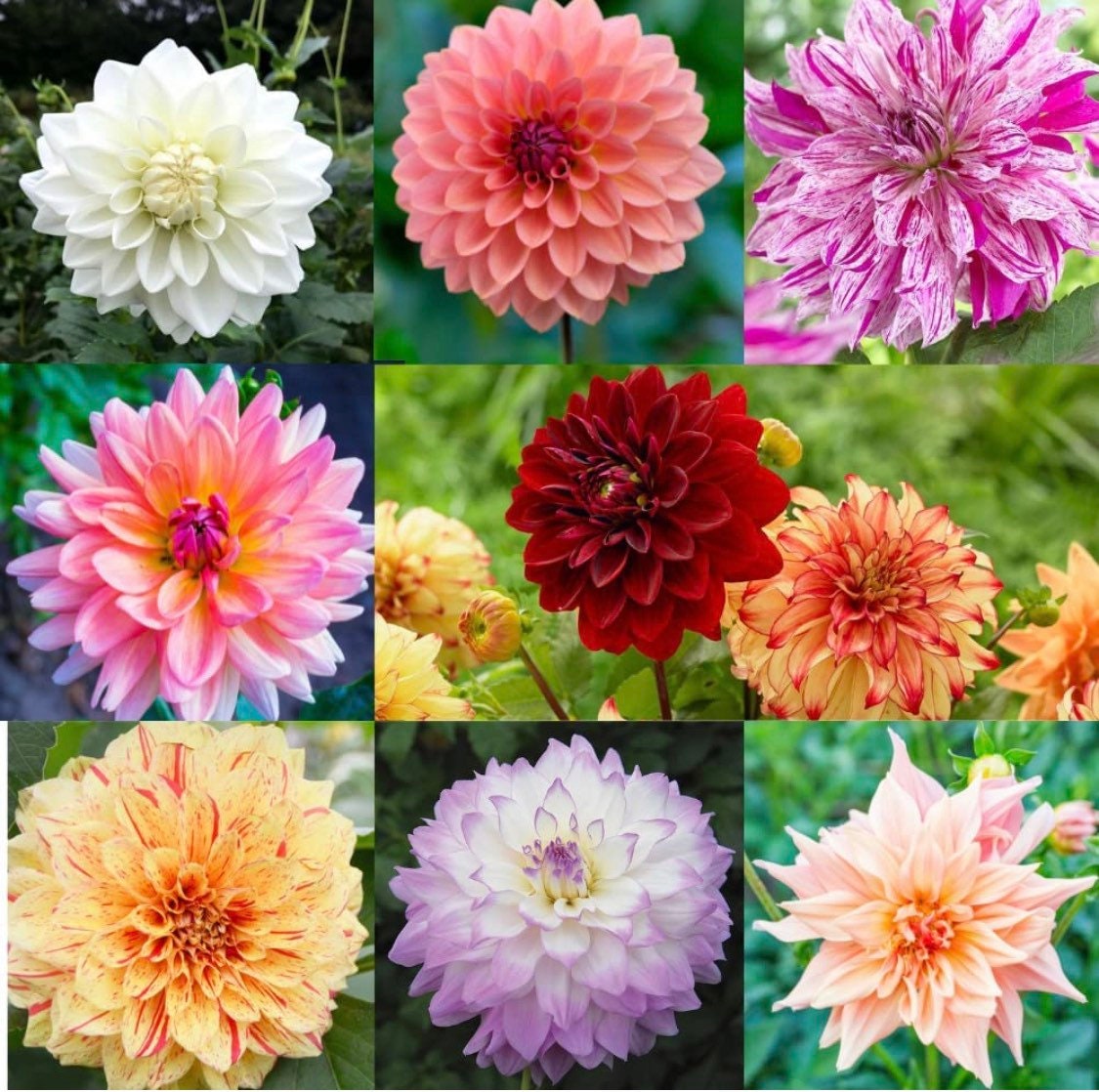 100ct Mixed Variety Dahlia Seeds - Rare Species