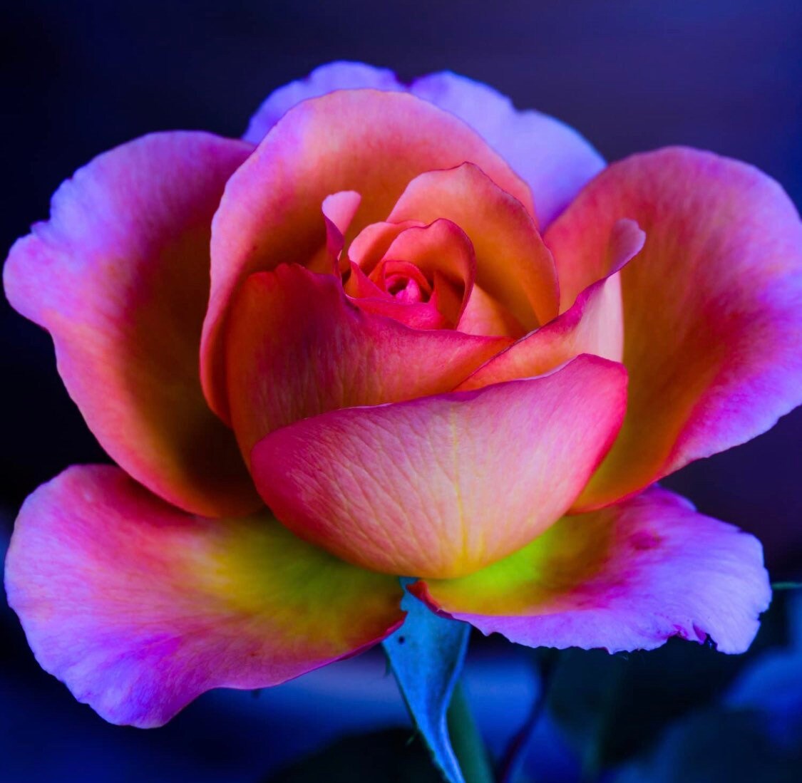 pink rose seeds Rare Moon Rose Seeds