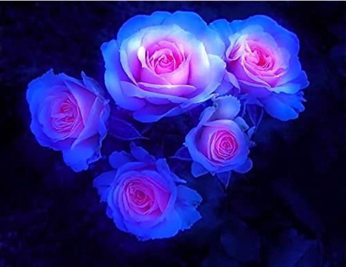Rare Moon Rose Seeds - 300ct Blue and Pink Rose Seeds