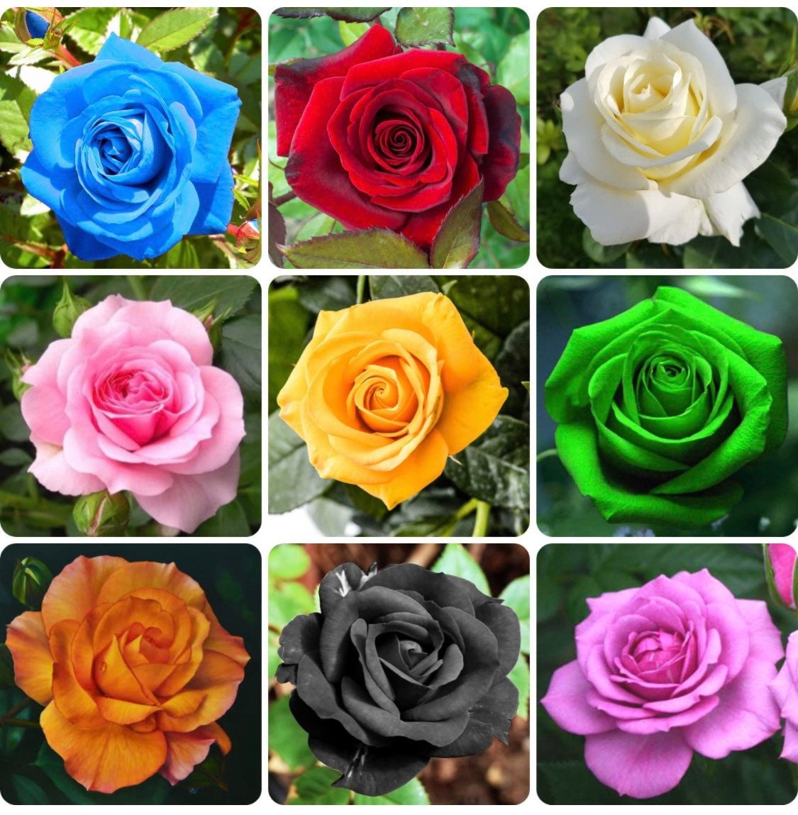 Rose Seeds - 200ct Multicolor Rose Seeds