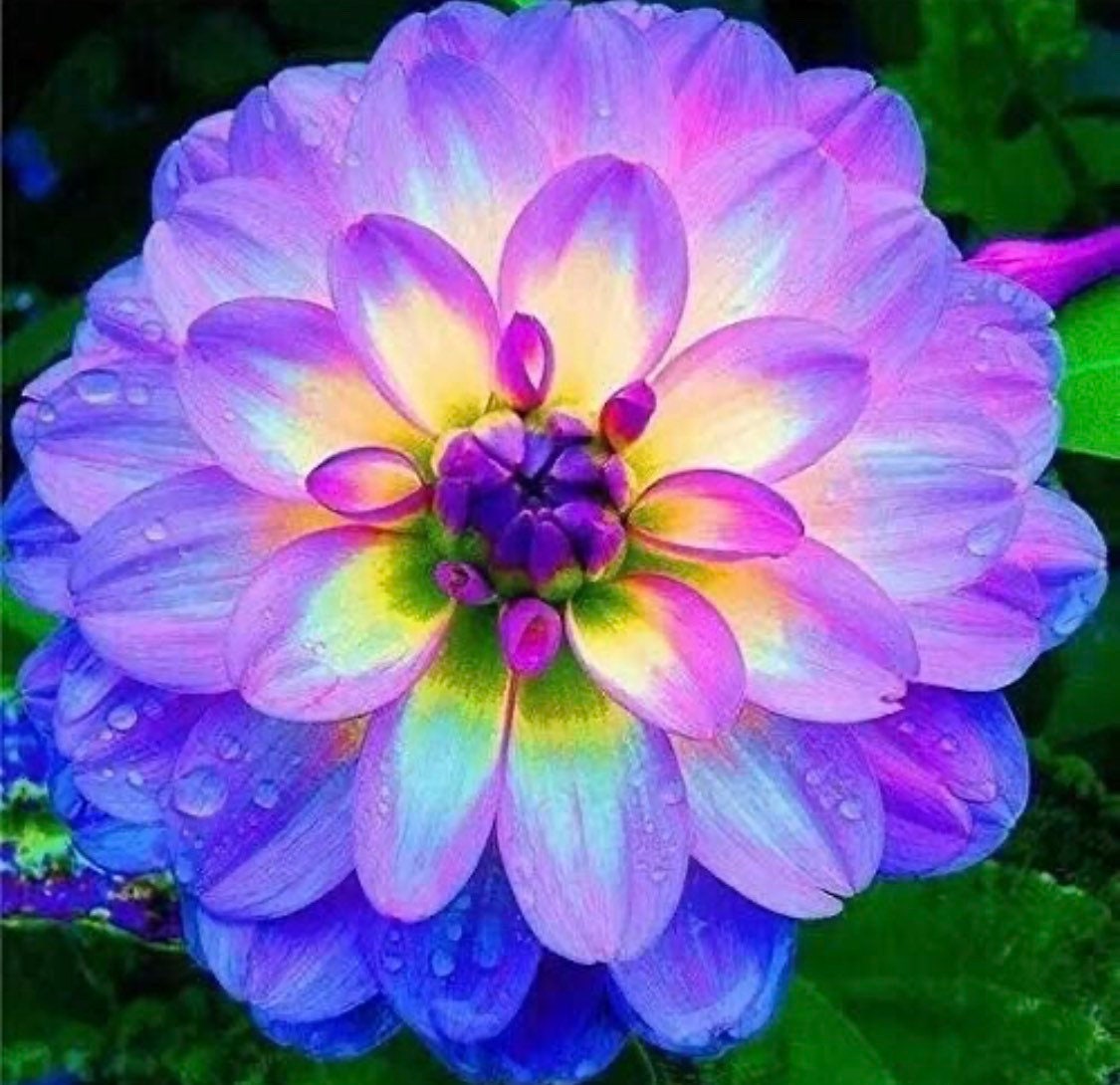 100ct Mixed Variety Dahlia Seeds - Rare Species