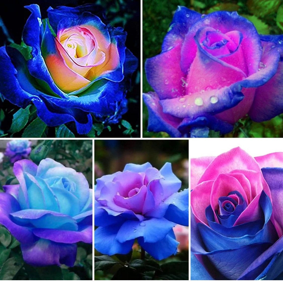 Rare Moon Rose Seeds - 300ct Blue and Pink Rose Seeds