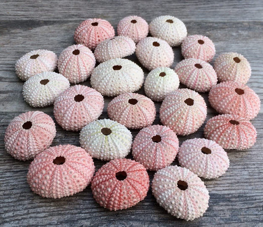 Sea Urchin Shells for Air Plants, Home Decor, and Crafts - 5ct Air purifying plant pots - Craft Shells - Bathroom Decor - Beach house Decor