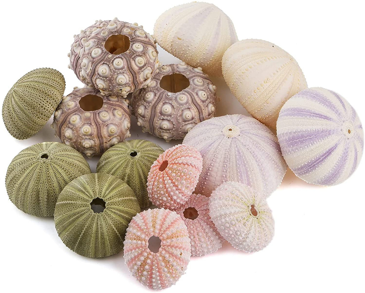 Sea Urchin Shells for Air Plants, Home Decor, and Crafts - 5ct Air purifying plant pots - Craft Shells - Bathroom Decor - Beach house Decor
