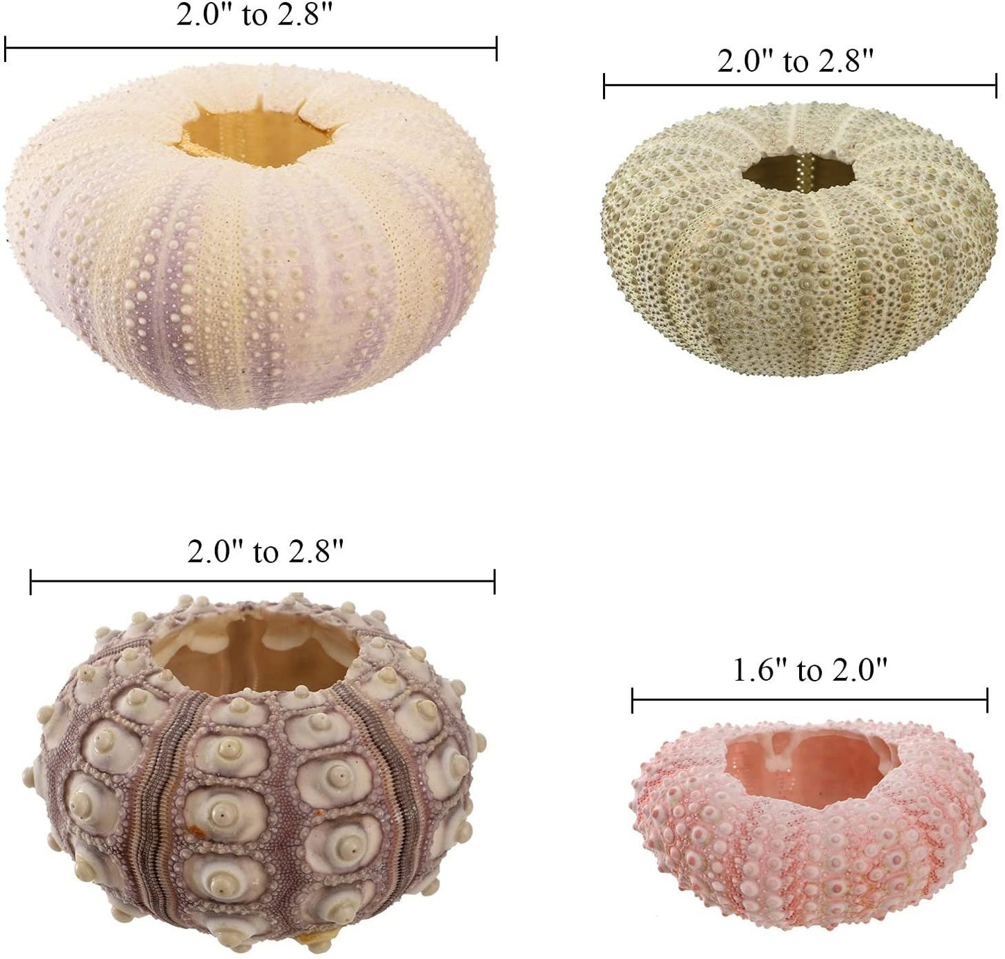 Sea Urchin Shells for Air Plants, Home Decor, and Crafts - 5ct Air purifying plant pots - Craft Shells - Bathroom Decor - Beach house Decor