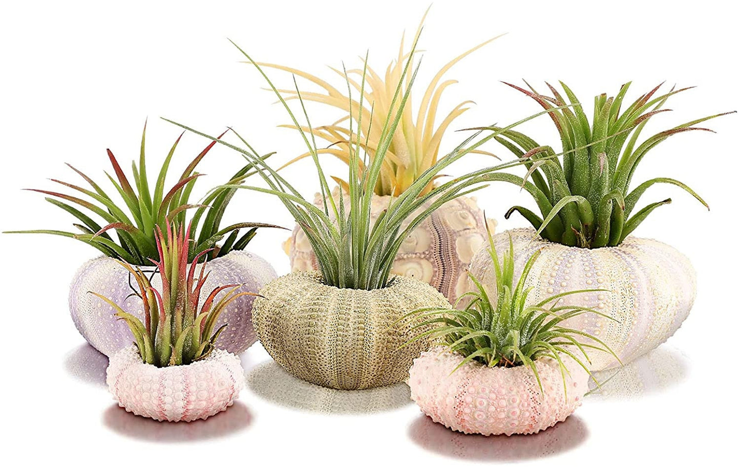 Sea Urchin Shells for Air Plants, Home Decor, and Crafts - 5ct Air purifying plant pots - Craft Shells - Bathroom Decor - Beach house Decor