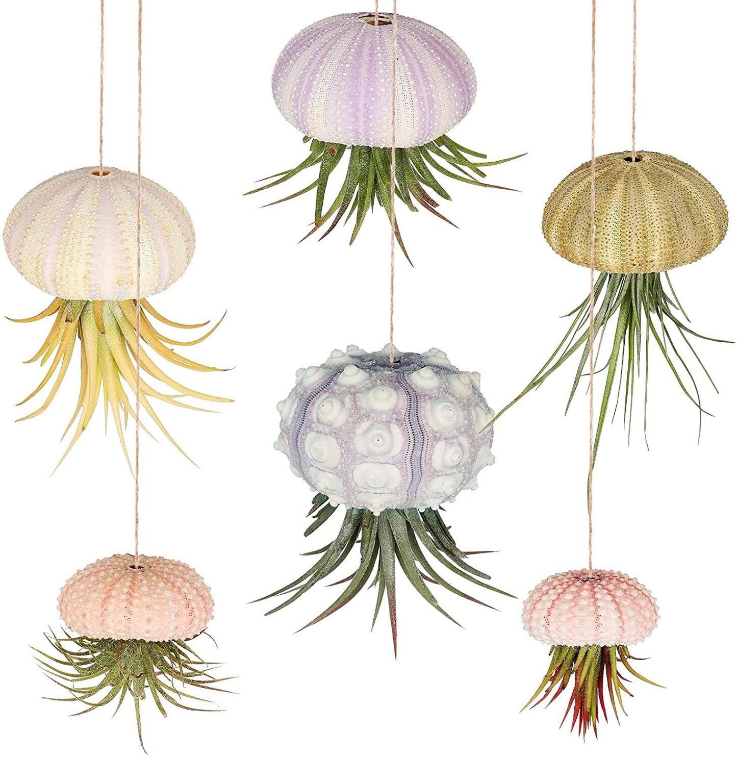 Sea Urchin Shells for Air Plants, Home Decor, and Crafts - 5ct Air purifying plant pots - Craft Shells - Bathroom Decor - Beach house Decor