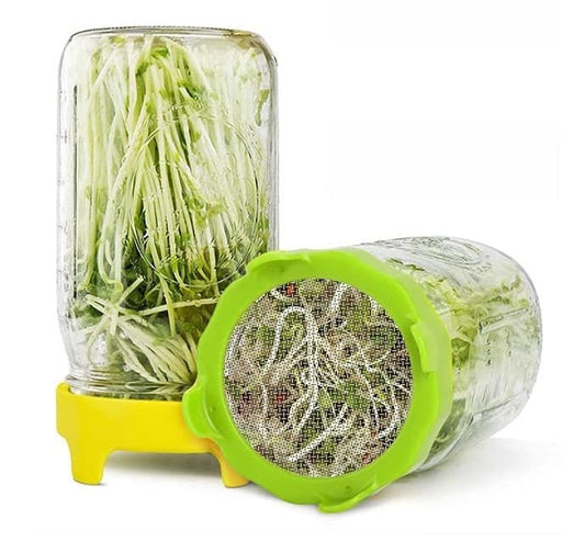 Sprout Lids - Germination Jars - Mason Jar Plants - Grow your own Bean Sprouts