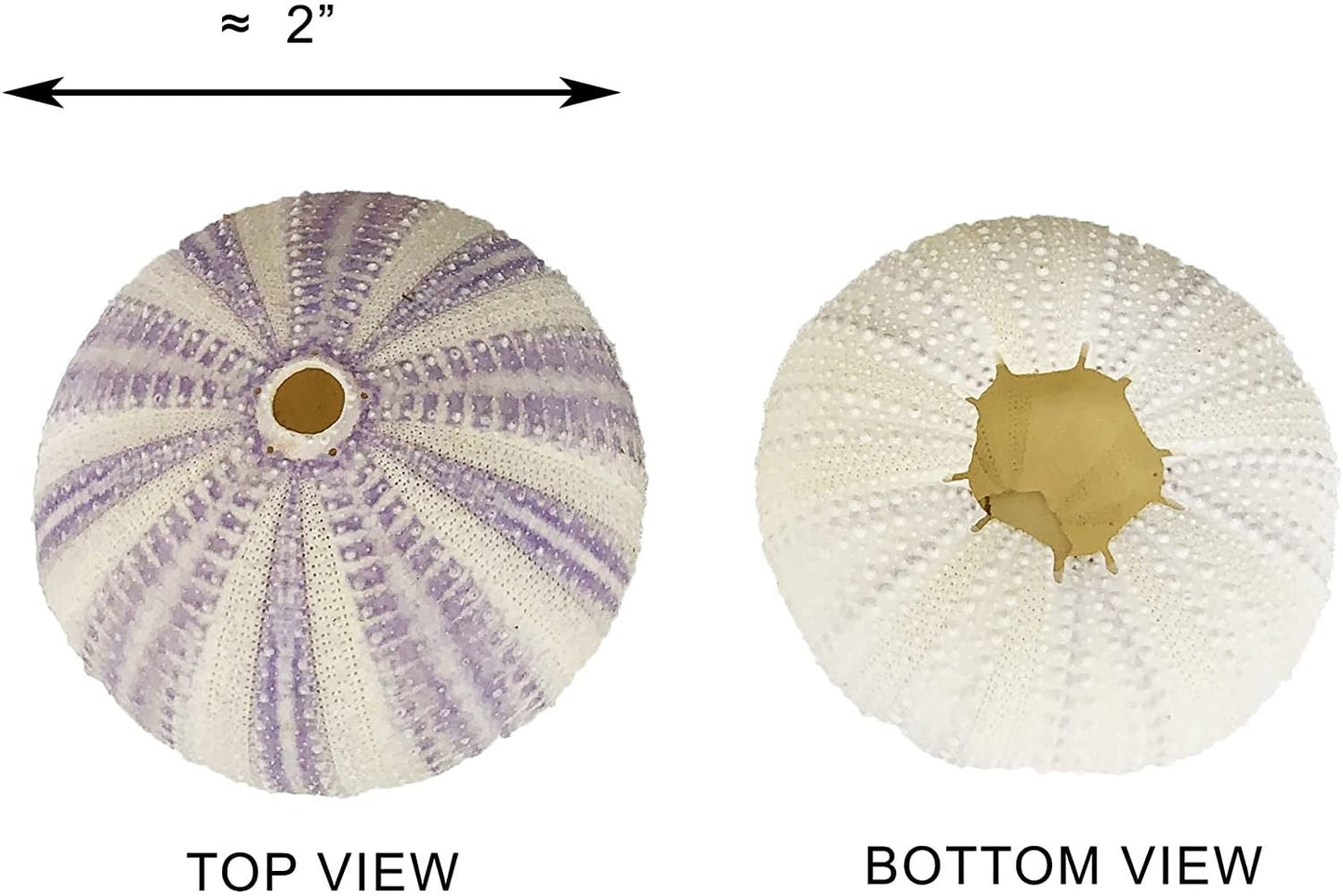 Sea Urchin Shells for Air Plants, Home Decor, and Crafts - 5ct Air purifying plant pots - Craft Shells - Bathroom Decor - Beach house Decor