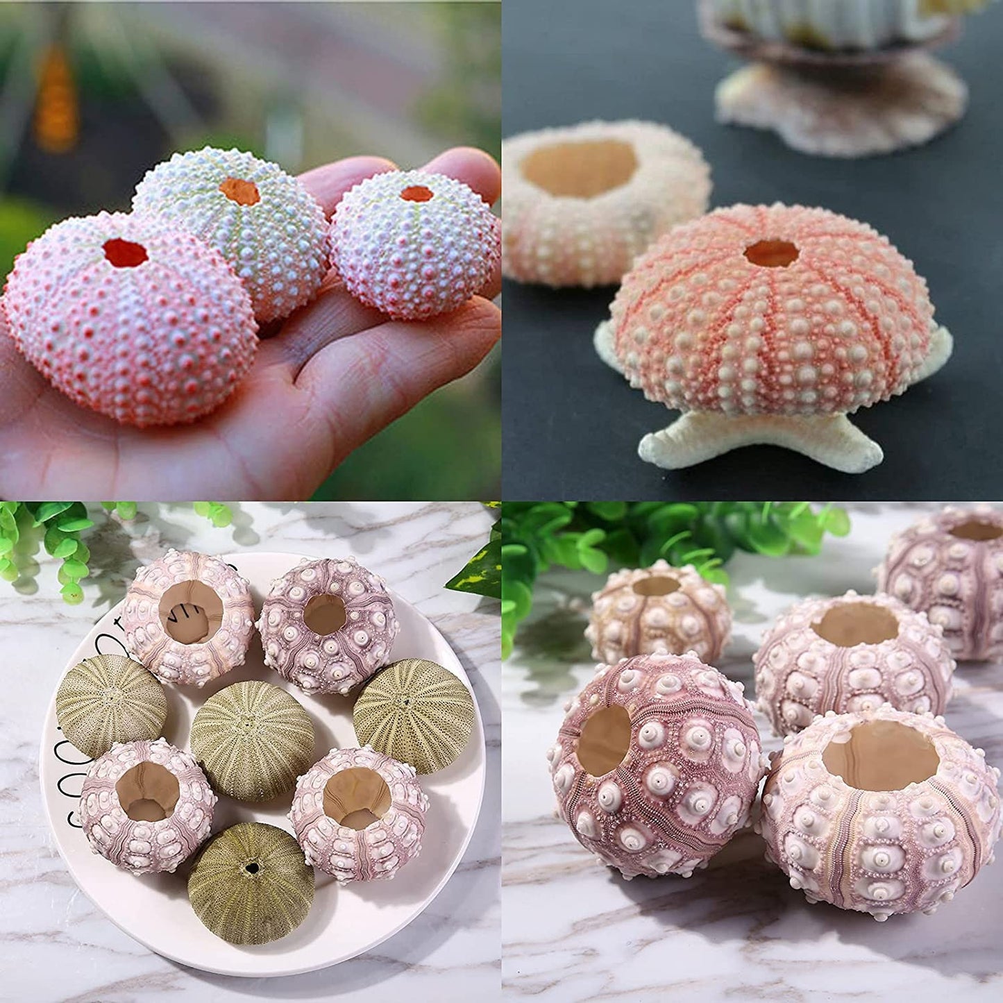 Sea Urchin Shells for Air Plants, Home Decor, and Crafts - 5ct Air purifying plant pots - Craft Shells - Bathroom Decor - Beach house Decor